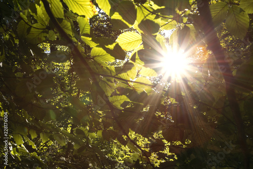 Beautiful shiny sun rays with flare through beech tree leaves.