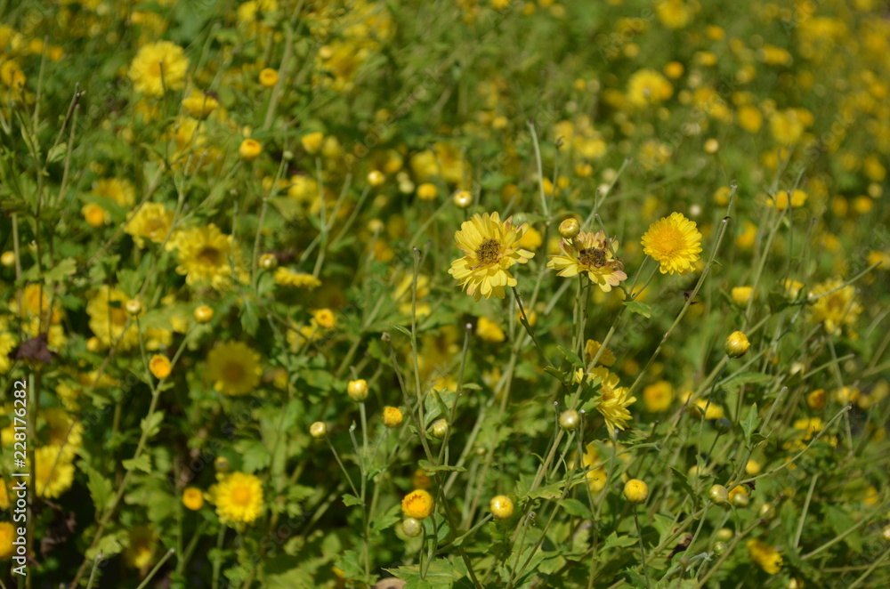 Yellow Flowers in Garden Yellow Flowers in Garden