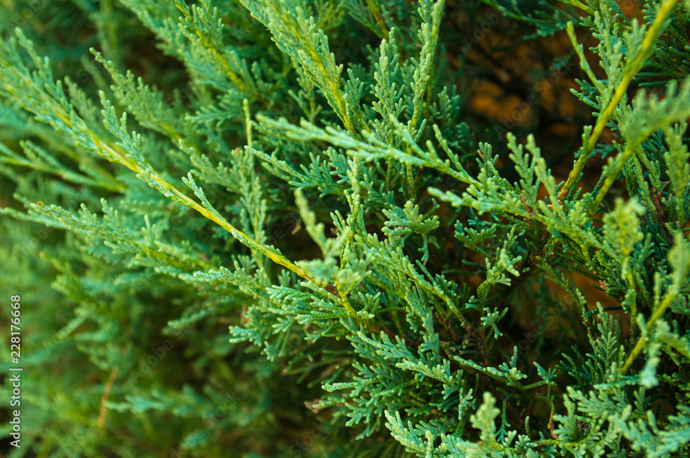 Incense cedar tree Calocedrus decurrens branch close up. Incense cedar tree Calocedrus decurrens branch close up.
