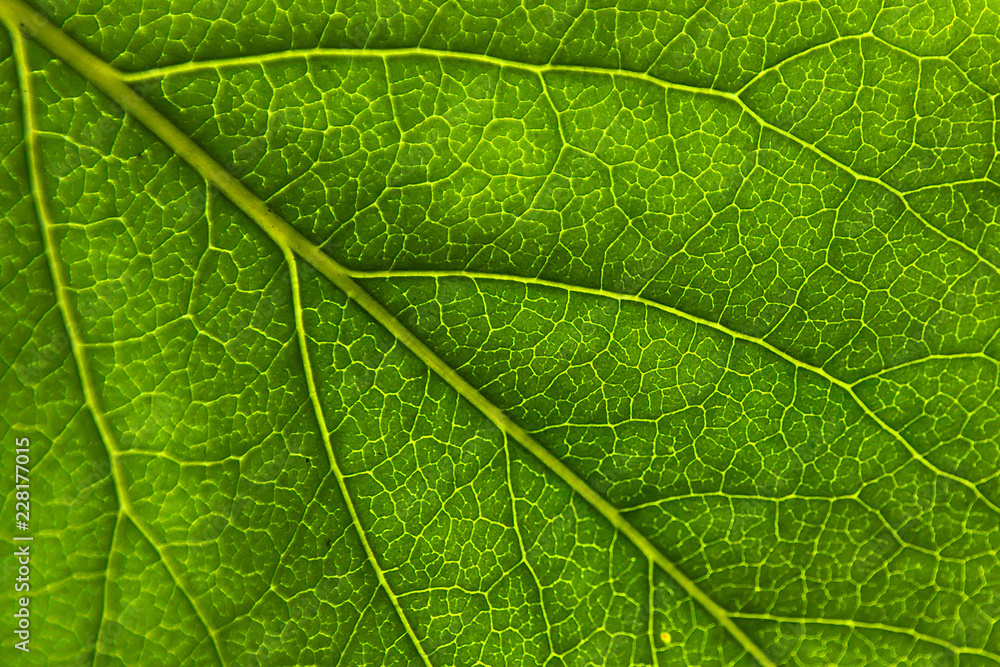 Blattadern im Sonnenschein-Gegenlicht Blattadern im Sonnenschein-Gegenlicht
