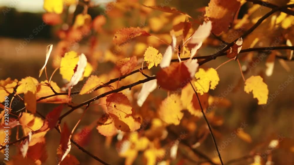 Autumn birch leaves. Autumn birch leaves.