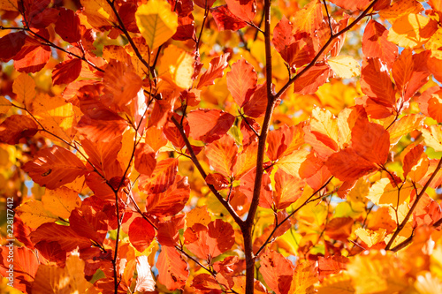 Blätter im Herbst © Andy