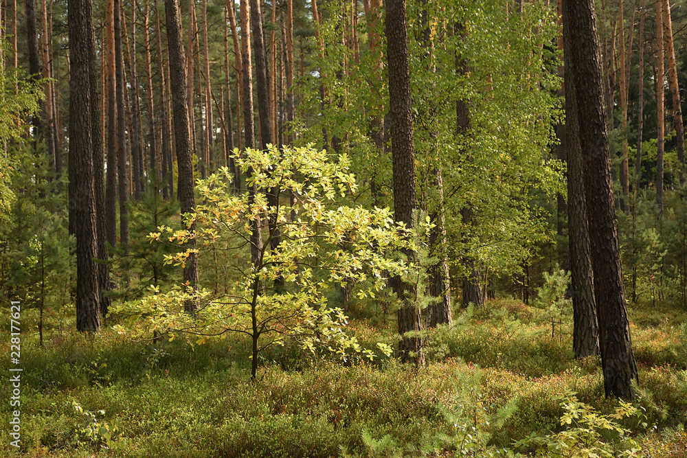 Obraz premium Autumnal tree in czech Machuv kraj region on 28th September 2018