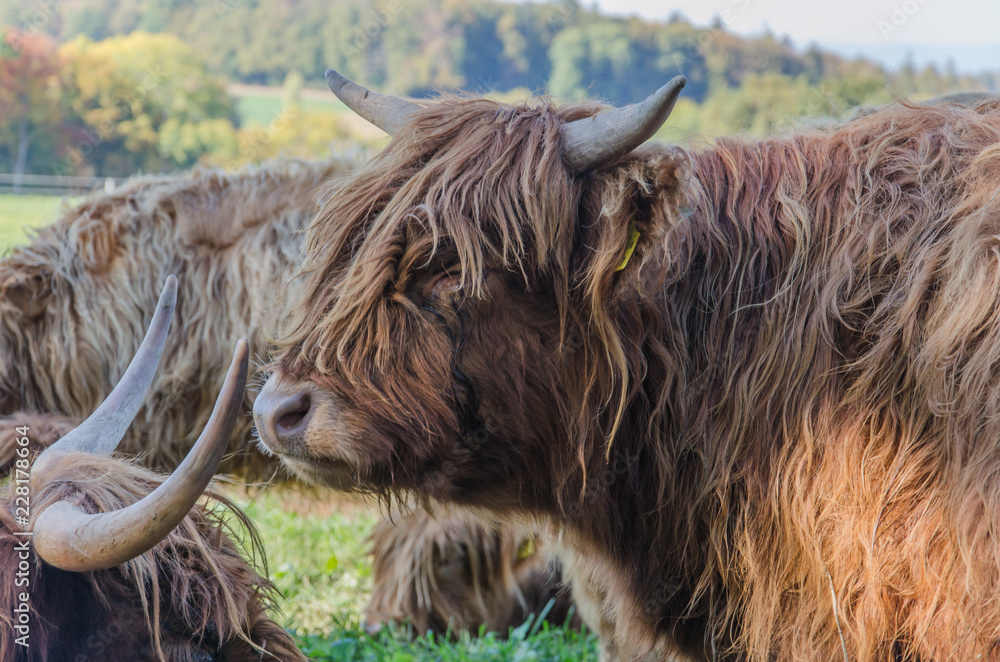 Flock of Scottish highland cattle on grassy meadow in Switzerland Flock of Scottish highland cattle on grassy meadow in Switzerland