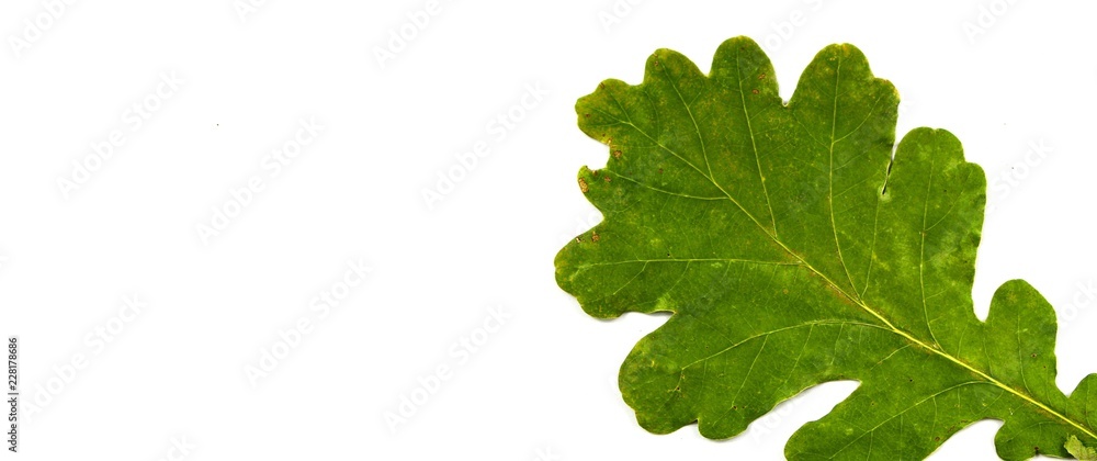 grünes blatt einer eiche isoliert hintergrund grünes blatt einer eiche isoliert hintergrund