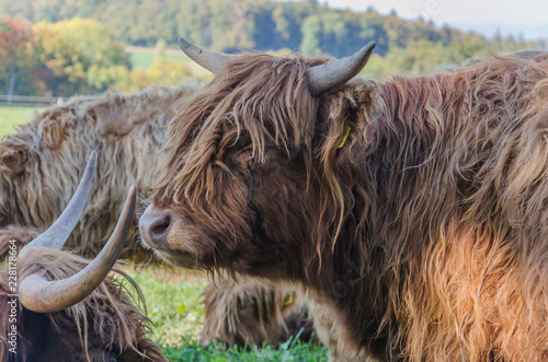Flock of Scottish highland cattle on grassy meadow in Switzerland