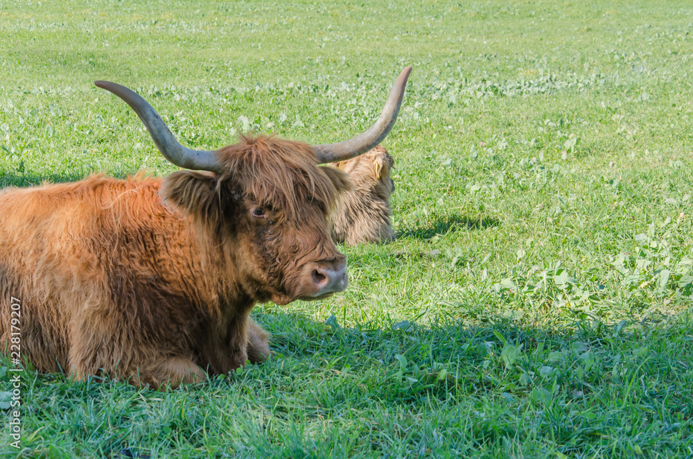 Flock of Scottish highland cattle on grassy meadow in Switzerland Flock of Scottish highland cattle on grassy meadow in Switzerland