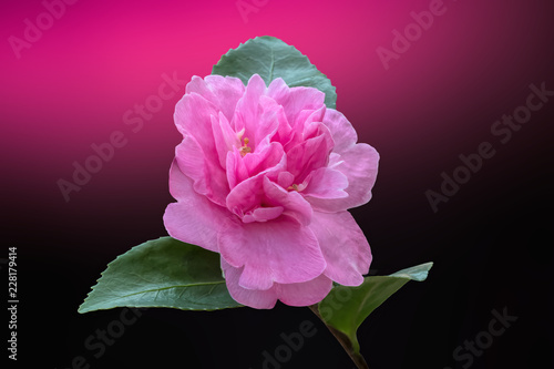pink gardenia on texture