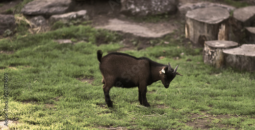 goat in public park during autumn season. nice and funny pets.