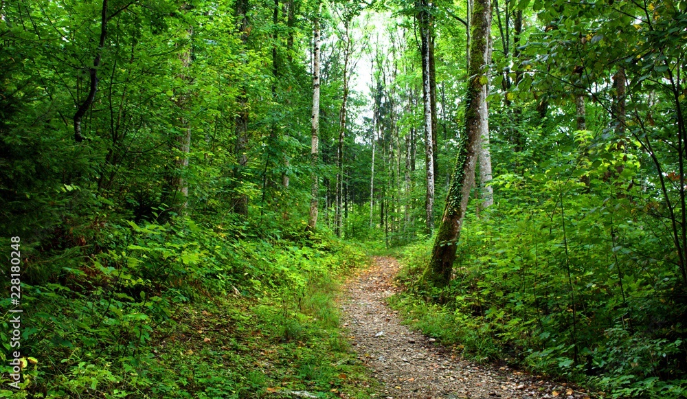path in the green forest
