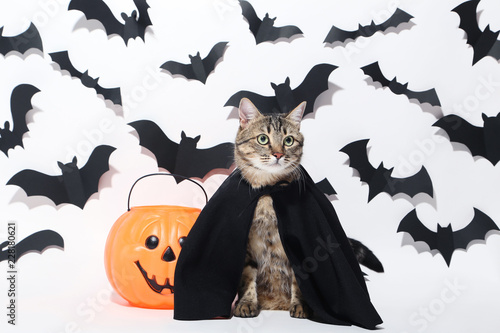 Grey cat with plastic pumpkin and black paper bats on white background
