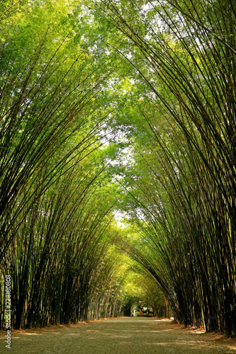 Łuk naturalnego drzewa bambusowego nad chodnikiem do wejścia do świątyni Chulapornwanaram w prowincji Nakornnayok, Tajlandia