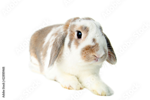 Beautiful rabbit isolated on white background