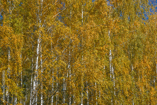 Beautiful yellow birches on sunny day background © stsvirkun