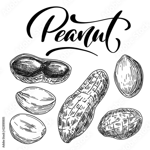 Sketch pen and ink vintage peanut set illustration, draft silhouette drawing, black isolated on white background. Food graphic etching design.
