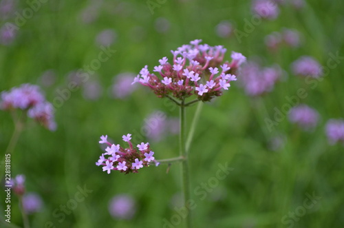 Flowers in garden