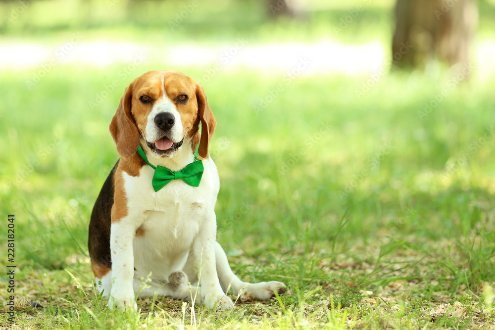 Beagle dog with bow tie sitting in the park