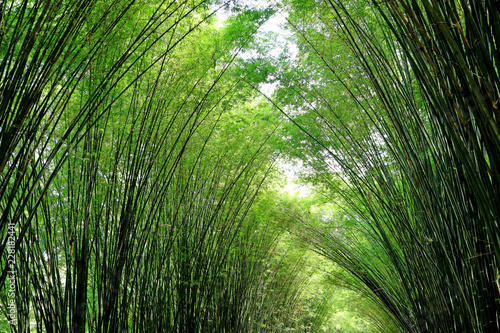 Fototapeta Naklejka Na Ścianę i Meble -  Sunlight Shining Through Natural Bamboo Tree Arch at the Entrance of Chulapornwanaram Temple in Nakornnayok Province, Thailand 