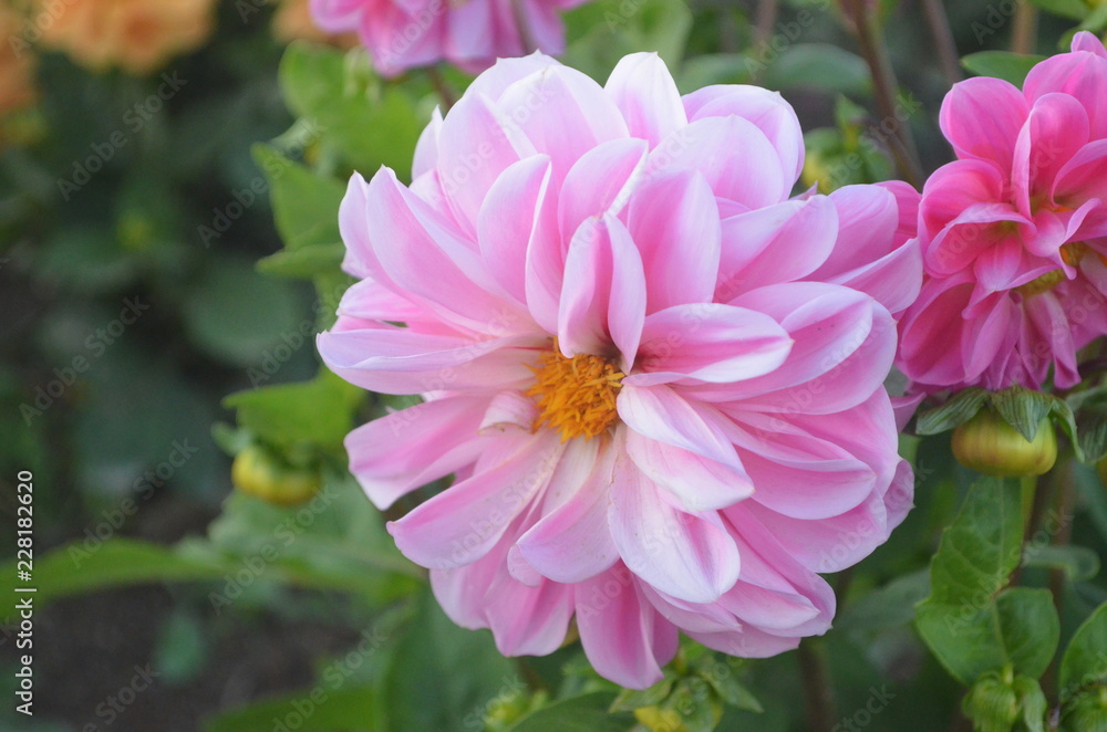 Pink Flowers in Garden Pink Flowers in Garden