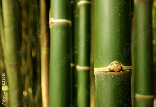 Closed up green bamboo tree trunk of the bamboo forest in Thailand  selective focus and blurred background 
