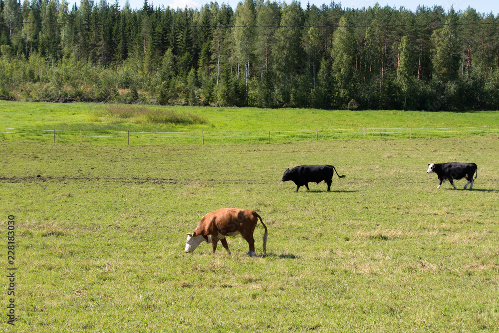 Cows in the pasture Cows in the pasture