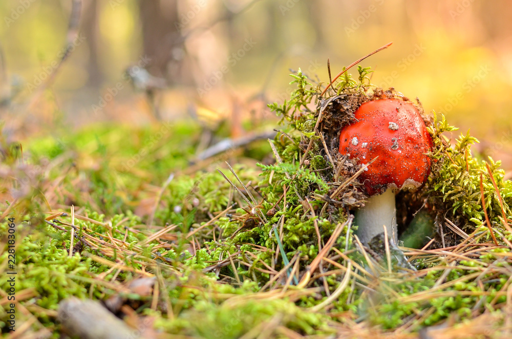 Poisonous red toadstool in autumn forest Poisonous red toadstool in autumn forest