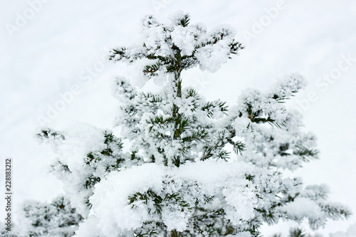 Fir covered with snow after the snowfall outdoors in the forest on white snowy background, copy space. Christmas and new year festive concept. Beautiful winter season background. Soft selective focus.