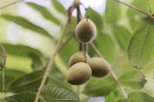 Fruits of a Japanese walnut (Juglans ailantifolia)