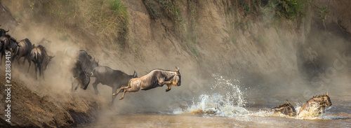Wildebeests are crossing  Mara river. Great Migration. Kenya. Tanzania. Maasai Mara National Park.