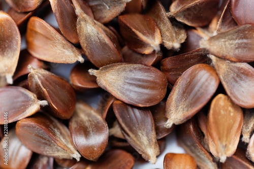 Canvastavla Beechnuts of a European beech tree
