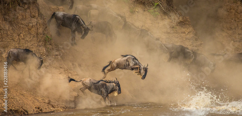 Wildebeests are crossing  Mara river. Great Migration. Kenya. Tanzania. Maasai Mara National Park.