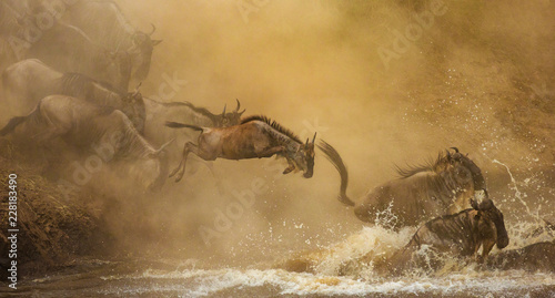 Wildebeests are crossing  Mara river. Great Migration. Kenya. Tanzania. Maasai Mara National Park. photo