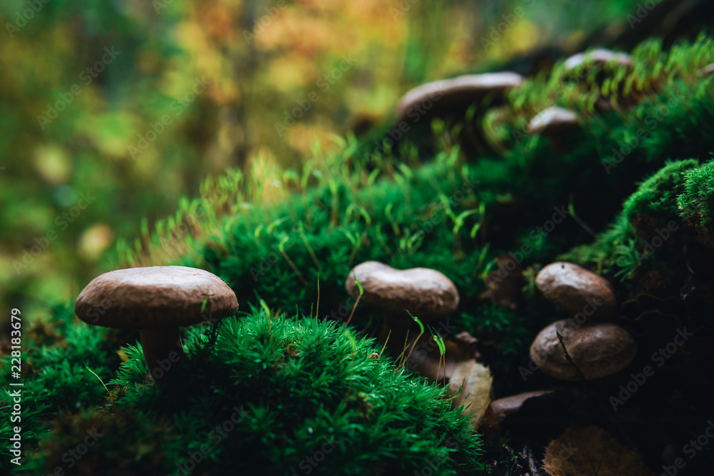 Fototapeta premium small mushrooms in the forest on green moss in the rays of sunlight close up