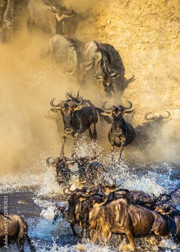 Wildebeests are crossing Mara river. Great Migration. Kenya. Tanzania. Maasai Mara National Park. 