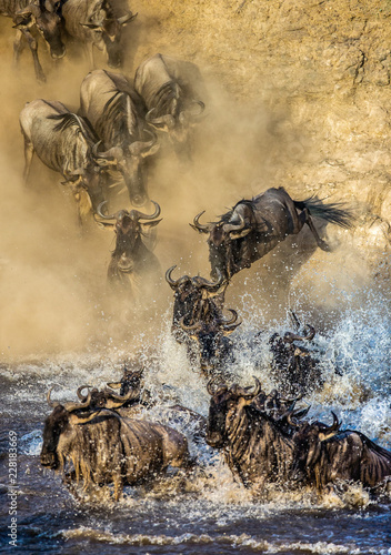 Wildebeests are crossing  Mara river. Great Migration. Kenya. Tanzania. Maasai Mara National Park.  © gudkovandrey