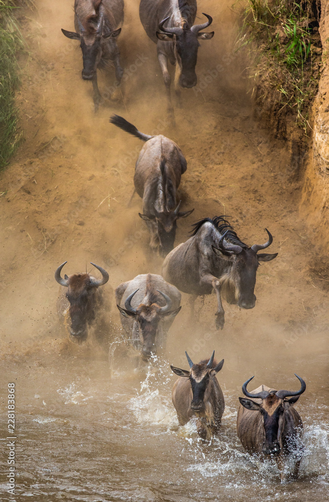 Wildebeests are crossing  Mara river. Great Migration. Kenya. Tanzania. Maasai Mara National Park. 