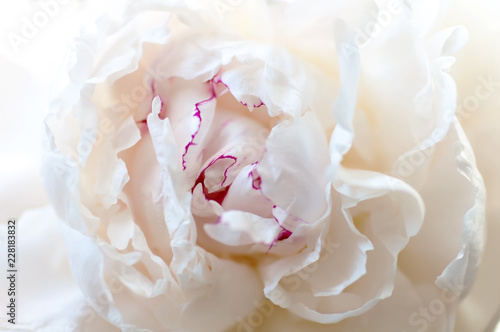 white peony flower bud, close-up, background