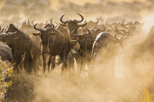Big herd of wildebeest is about Mara River. Great Migration. Kenya. Tanzania. Maasai Mara National Park.  © gudkovandrey
