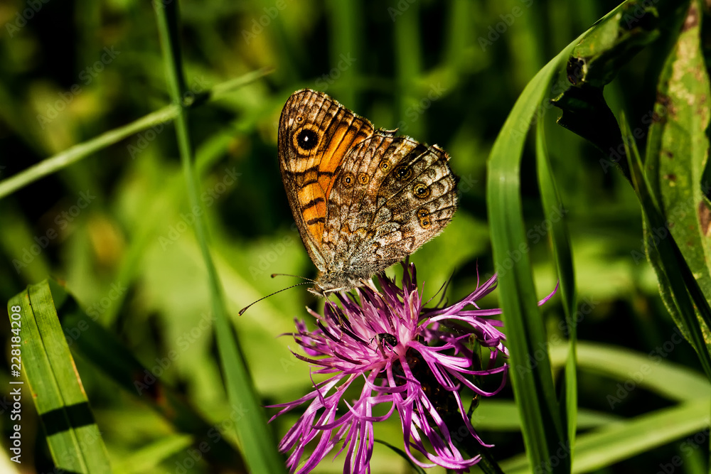 Fototapeta premium Mauerfuchs