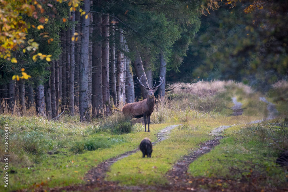 Naklejka premium Hirsch / Hirsche im Forstenrieder Park, München - Rotwild, Rothirsch