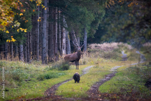 Hirsch / Hirsche im Forstenrieder Park, München - Rotwild, Rothirsch photo