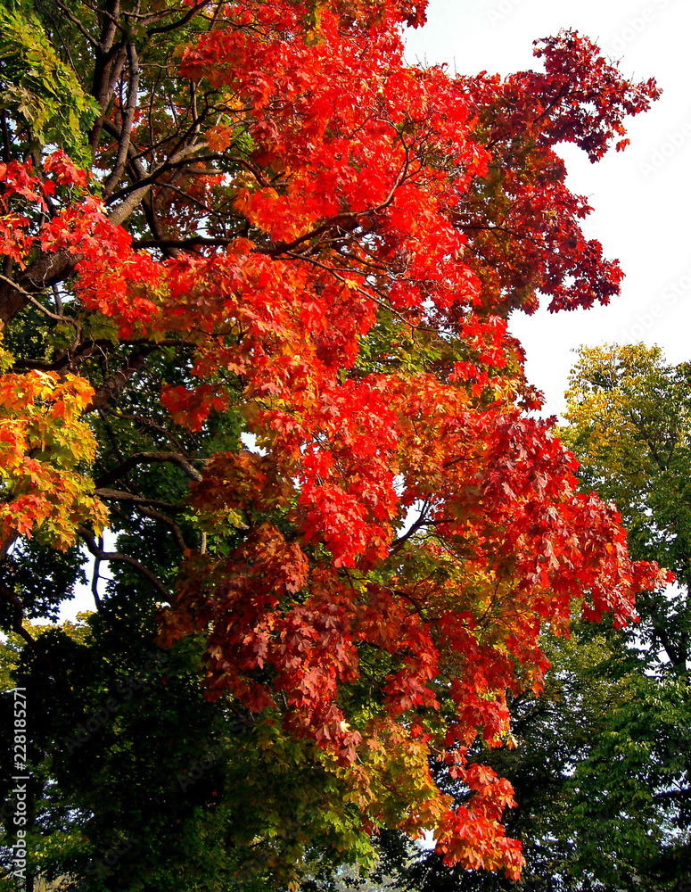 autumn maple trees in fall city park