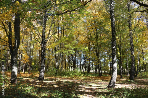 Beautiful autumn forest stands in the golden foliage