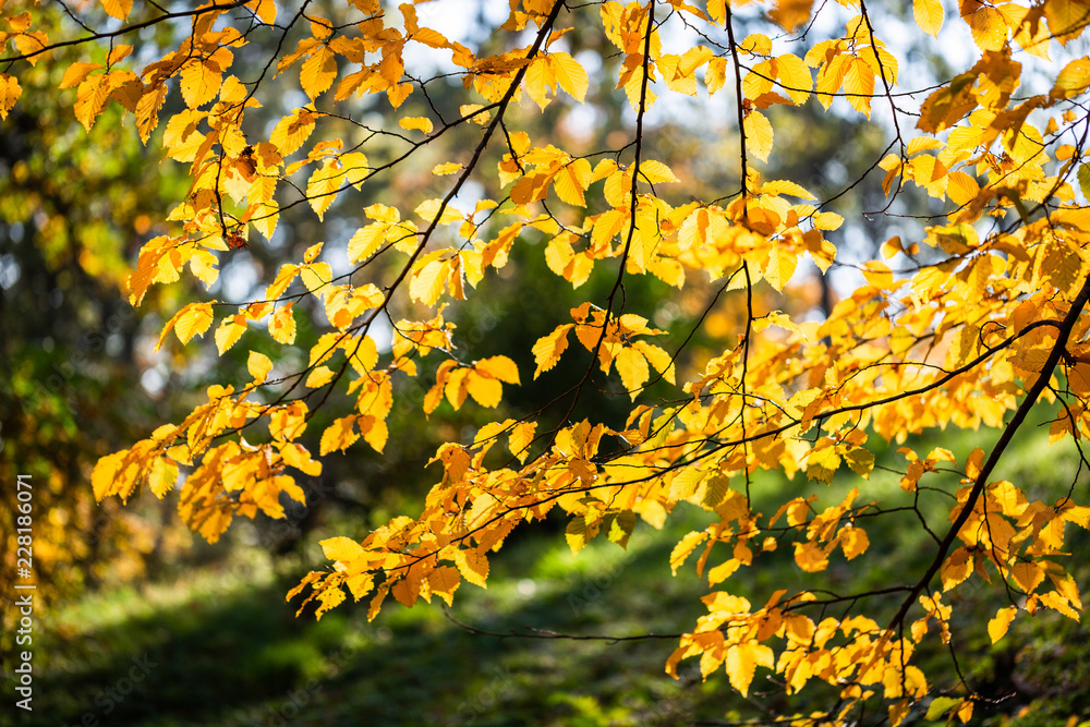 Yellow foliage. Fall has come. Autumn. Season