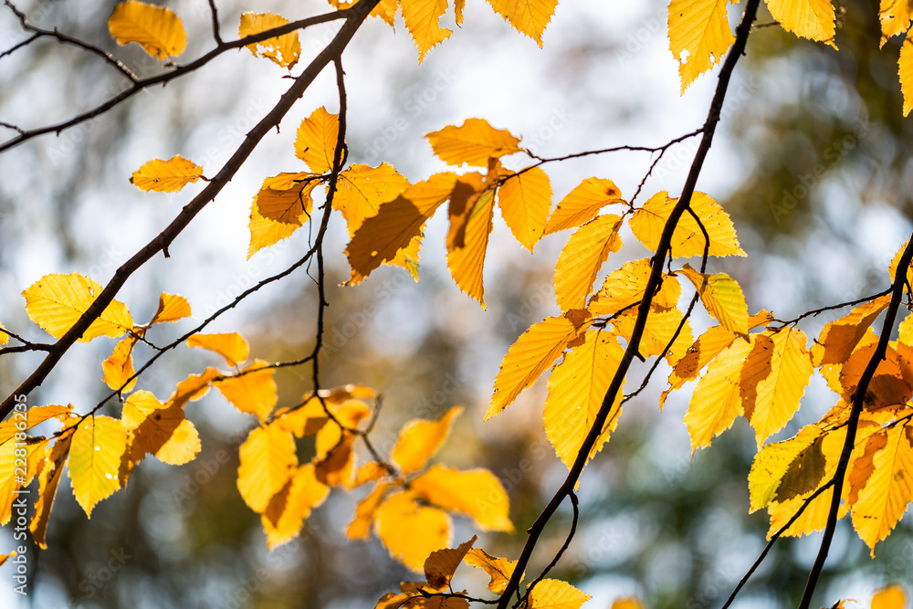 Yellow foliage. Fall has come. Autumn. Season Yellow foliage. Fall has come. Autumn. Season