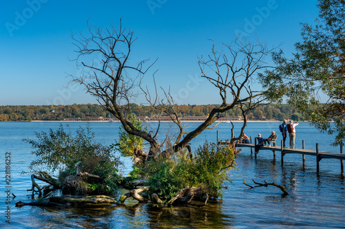 entwurzelter Baum am Wannsee in Berlin photo