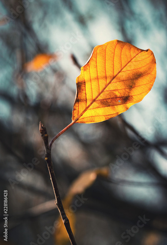 yellowing of the last leaf on a twig
