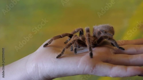 Holding a brown tarantula in hand. photo