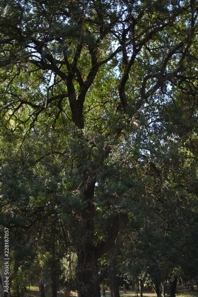 Fototapeta premium FORESTA