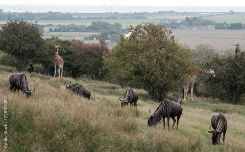 Group of blue wildebeest in grassland with giraffes in the background. Photographed at Port Lympne Safari Park near Ashford Kent UK. photo